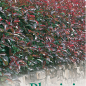 Photinia Red Robin 200mm Pot