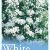 Plumbago Alba (Common Name - White Plumbago) 140mm Pot