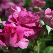 Hedging rose (Floribunda) Sweet Intoxication 175mm Pot