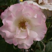 Hedging rose (Floribunda) Seduction 175mm Pot