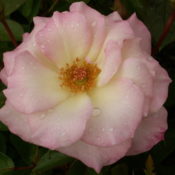 Climbing rose Seduction 175mm Pot