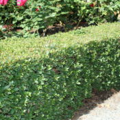 Syzygium Australe Tiny Trev (Common Name - Dwarf Lilly Pilly) 140mm Pot
