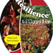Syzygium Resilience (Common Name - Hedging Lillypilly) 175mm Pot