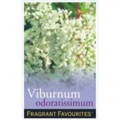 Viburnum Odoratissimum 140mm Pot