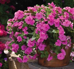 Vinca Cora Cascade Trailing Lilac 125mm Pot