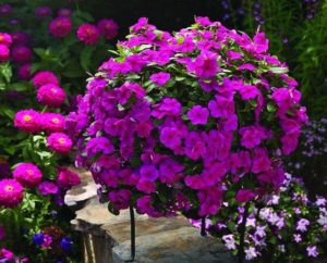 Vinca Cora Cascade Trailing Magenta 125 mm Pot