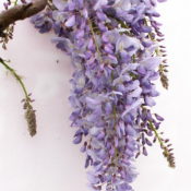 Wisteria Sinensis (Common Name - Chinese Wisteria) 200mm Pot