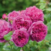 David Austin English rose Young Lycidas 175mm Pot