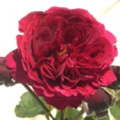 Standard rose Fathers Love (Height-Tall) 250mm Pot