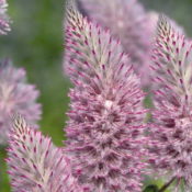 Ptilotus Joey (Common Name - Pink Mulla Mulla) 140mm Pot