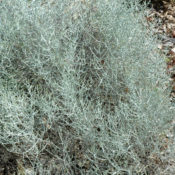 Leucophyta Fiddlesticks (Common Name - Cushion Bush) 125mm Pot