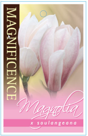 Magnolia Soulangeana (Common Name - Pink Magnolia) 200mm Pot