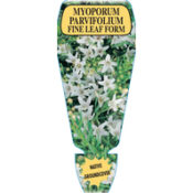 Myoporum Parvifolium Fine Leaf Form (Common Name - Creeping Boobiala) 130mm Pot