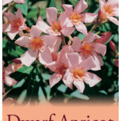 Nerium Dwarf Oleander 175mm Pot
