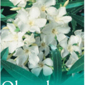 Nerium Madoni Grandiflorum (Common Name - Oleander) 175mm Pot