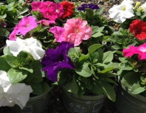 Petunia Limbo Mix Colours 125mm Pot