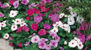 Vinca Mix 125mm Pot