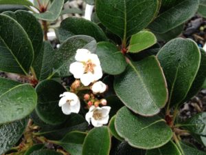 Rhaphiolepis Oriental Pearl (Common Name - Indian Hawthorn) 150mm Pot