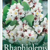 Rhaphiolepis Intermedia (Common Name - White Indian Hawthorn) 125mm Pot