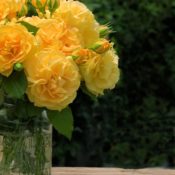 Hedging rose (Floribunda) Soul Mate 175mm Pot