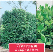Viburnum Suspensum 175mm Pot