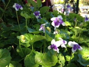 Viola Hederacea (Common Name - Native Wood Violet) 130mm Pot