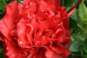 Azalea Elsa Karga 180mm Pot (Semi shade variety)