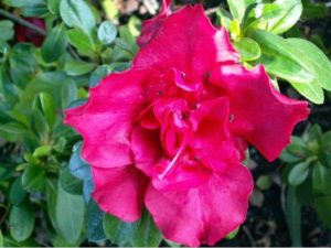 Azalea Goyet 180mm Pot (Semi shade variety)