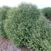 Pittosporum Screen Between 140mm Pot