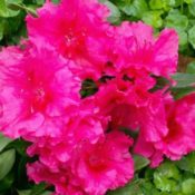 Azalea Red Wing 180mm Pot (Semi shade variety)