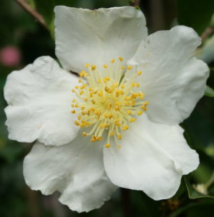 Camellia Sasanqua Setsugekka 175mm Pot (Semi shade variety)