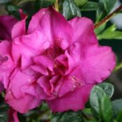 Azalea Violacea 180mm Pot (Shade variety)
