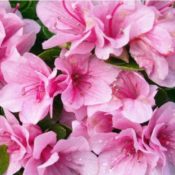 Azalea Kirin 180mm Pot (Shade variety)