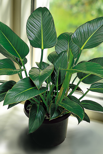Philodendron in a pot