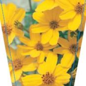 Tagetes Lemonii (Common Name - Perennial Marigold) 140mm Pot