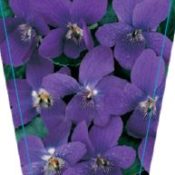 Viola Odorata (Common Name - Sweet Violet) 125mm Pot