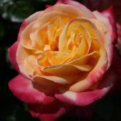 Long stemmed rose (Hybrid Tea) Bright Spirit 175mm Pot