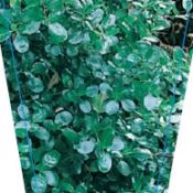 Coprosma Repens (Common Name - The Mirror Plant) 150mm Pot