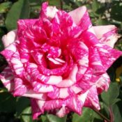 Long stemmed rose (Hybrid Tea) Candy Stripe 175mm Pot
