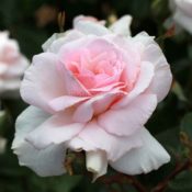 Long stemmed rose (Hybrid Tea) Linked Hearts 175mm Pot