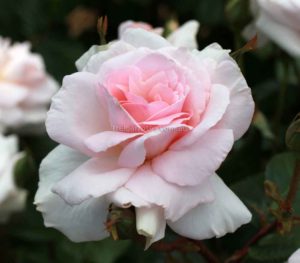 Long stemmed rose (Hybrid Tea) Linked Hearts 175mm Pot
