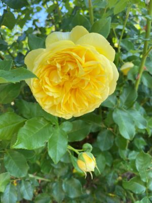 David Austin English Rose The Poet's Wife 175mm Pot
