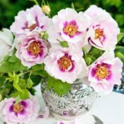 Hedging rose (Floribunda) Eyes for You 150mm Pot