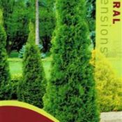 Thuja Occidentalis Smaragd 175mm Pot
