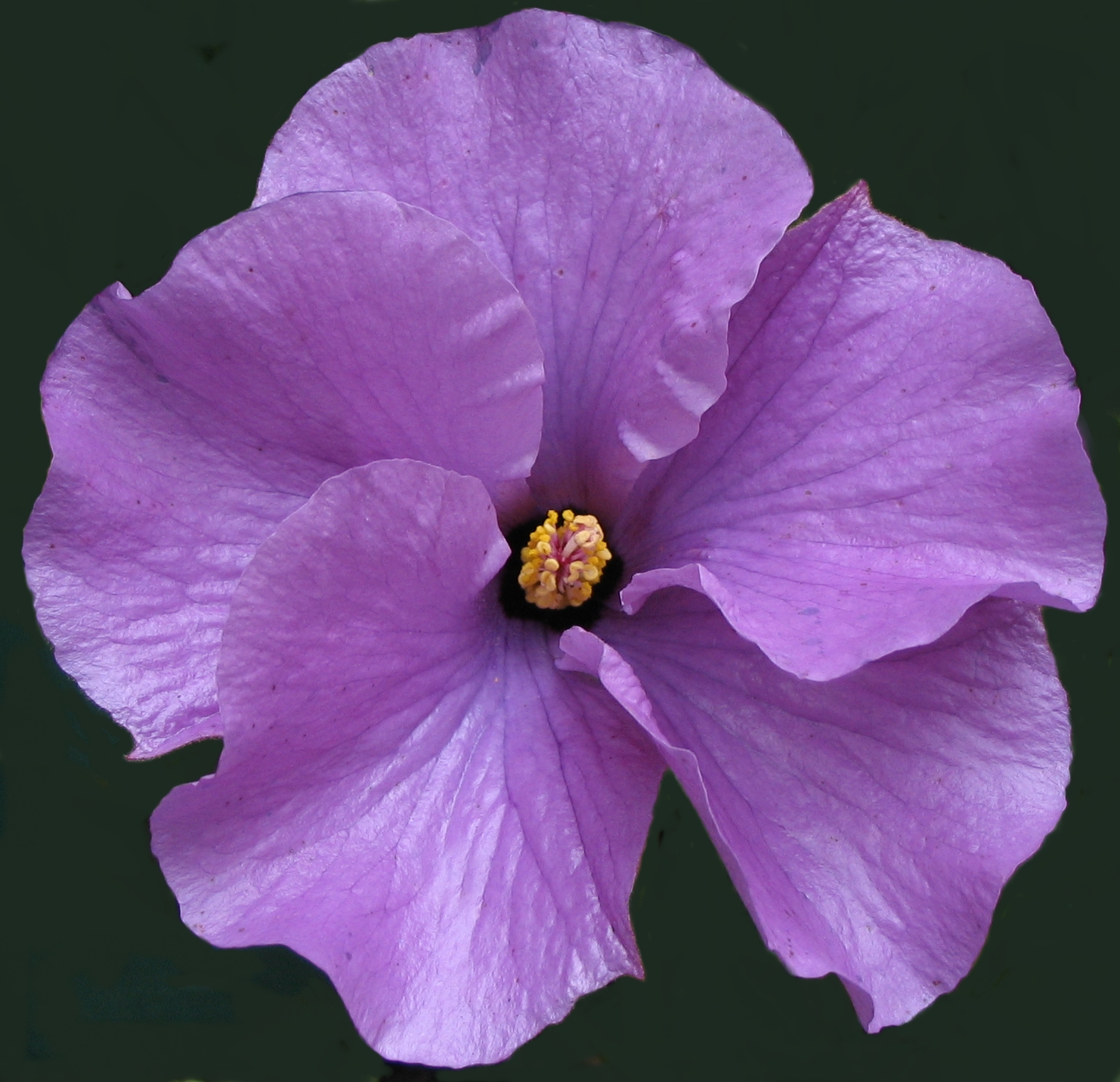 Alyogyne Huegelii West Coast Gem (Common Name - Native Hibiscus) 175mm