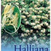 Lonicera Japonica Halliana (Common Name - Honeysuckle) 5L Pot
