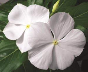 Vinca Pure White 125mm Pot