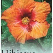 Hibiscus Hot Pepper 175mm Pot