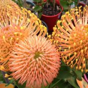 Leucospermum Cordifolium Orange Form 175mm Pot