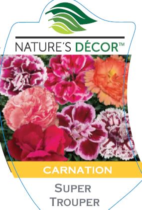 Carnation Super Trouper Velvet & White 150mm Pot - Dawsons Garden World